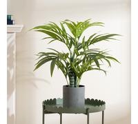 Scottish Everlastings Ltd 60cm Palm Tree in Green Scottish Everlastings Ltd Green