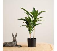 Scottish Everlastings Ltd 60cm Real Touch Dracaena in Green Scottish Everlastings Ltd Green