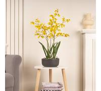 Scottish Everlastings Ltd 71cm Real Touch Yellow Dancing Orchid in Ceramic Pot Scottish Everlastings Ltd Yellow