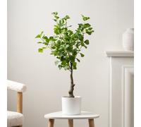 Scottish Everlastings Ltd 75cm Heart-leaf Ficus Tree in White Pot in Green Scottish Everlastings Ltd Green