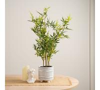 Scottish Everlastings Ltd 75cm Mini-leaf Bamboo Tree in Green Scottish Everlastings Ltd Green