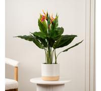 Scottish Everlastings Ltd 83cm Bird of Paradise Tree with Flower in Green Scottish Everlastings Ltd Green