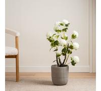 Scottish Everlastings Ltd 85cm Cream Potted Hydrangea Plant Scottish Everlastings Ltd Cream