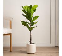 Scottish Everlastings Ltd 90cm Real Touch Fiddleleaf Fig Tree in Chunky White Pot in Green Scottish Everlastings Ltd Green