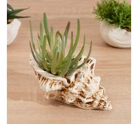 Scottish Everlastings Ltd. Scottish Everlastings 16Cm Artificial Succulent In Cement Shell