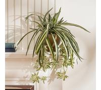 Scottish Everlastings Ltd. Scottish Everlastings 36Cm Artificial Spider Plant In Rustic Pot