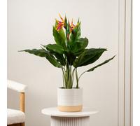 Scottish Everlastings Ltd. Scottish Everlastings 83Cm Artificial Bird Of Paradise Tree With Flower