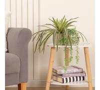 Scottish Everlastings Ltd Set of 2 Plants in Beige Rustic Ribbed Ceramic Pots in Green Scottish Everlastings Ltd Green