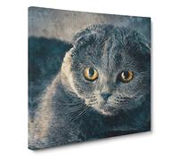 Scottish Fold Cat Canvas Print | Gallery Wrapped 30mm Frame Wall Art | 20x20 inches | Ready to Hang | Modern Animals Picture | Living Room Bedroom Lounge Office