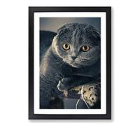 Scottish Fold Cat Framed Print | A2 Black Framed Wall Art | Ready to Hang | Modern Animal Picture | Living Room Bedroom Lounge Office