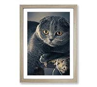 Scottish Fold Cat Framed Print | A2 Oak Framed Wall Art | Ready to Hang | Modern Animal Picture | Living Room Bedroom Lounge Office