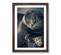 Scottish Fold Cat Framed Print | A2 Walnut Framed Wall Art | Ready to Hang | Modern Animal Picture | Living Room Bedroom Lounge Office