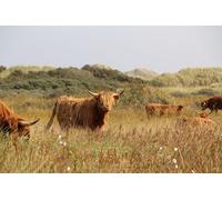 Scottish Highland cattle-300-Piece Puzzle: Fun Adult Gift Puzzle 14 years+