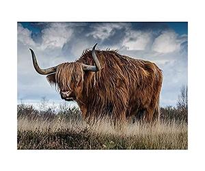 Scottish Highland Cow Coo Canvas Wall Art Print