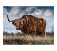 Scottish Highland Cow Coo Large Canvas Wall Art Print