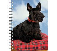 Scottish Highland Terrier on a Tartan Cushion