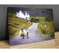 Scottish Highlands Sheep on Road Canvas Print - Funny Farmhouse Wall Art for Living Room - Rural Scotland Countryside Photography Ready to Hang (36x24in(90cmx60cm))