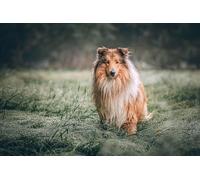 Scottish Shepherd Dog-300-Piece Puzzle Friends Intellectual Gifts, Leisure, Entertainment, Party Decorations 14 years+