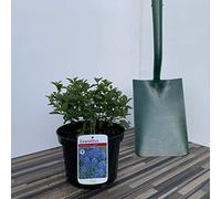 Scottish Shrubs Online Bringing Life to our Landscapes Ceanothus Repens Supplied in a 3 Litre Pot