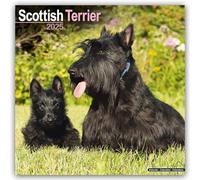 Scottish Terrier 2025 Square Wall Calendar | Dog Breed Calendar