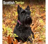 Avonside Publishing Wall Calendar Scottish Terrier 2026 Square 16-Month Plastic-Free Packaging