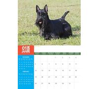 Scottish Terrier Dog Wall Calendar, A3 Size, Wire-Bound, Full Colour, Free Pack of Calendar Stickers