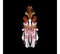 Scraps of Tape - The Will to Burn (Col.Vinyl) [Vinyl LP] [VINYL]