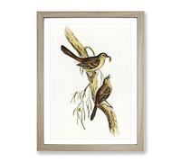 Scrub Robin Bird By Elizabeth Gould Vintage Framed Wall Art Print, Ready to Hang Picture for Living Room Bedroom Home Office Décor, Oak A4 (34 x 25 cm)