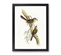 Scrub Robin Bird By Elizabeth Gould Vintage Framed Wall Art Print, Ready to Hang Picture for Living Room Bedroom Home Office Décor, Black A2 (64 x 46 cm)