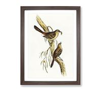 Scrub Robin Bird By Elizabeth Gould Vintage Framed Wall Art Print, Ready to Hang Picture for Living Room Bedroom Home Office Décor, Walnut A3 (34 x 46 cm)