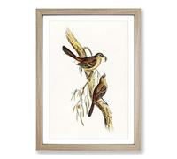 Scrub Robin by Elizabeth Gould Framed Print | A2 Oak Framed Wall Art | Ready to Hang | Modern Animal Picture | Living Room Bedroom Lounge Office