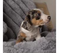 Scruffs Aspen Dog/Pet Blanket