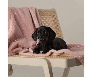 Scruffs Starlight "My First" Puppy or Kitten Blanket