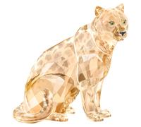 SCS A.E. 2019 Amur Leopard Sofia