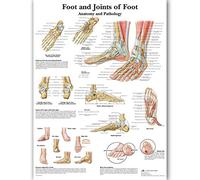 SCUDGOOD Anatomical Poster Of The Human Foot Skeletal Muscle. For Teaching Poster Frame