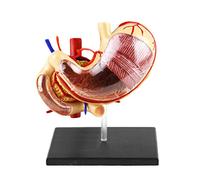 SdaryWare 1:1 Life Size Human Stomach Model - Human Organ Anatomical Model - Medical Anatomical Stomach Model Human Digestive Organs Stomach & Pancreas Model - for Medical Educational