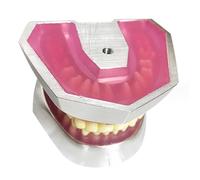 SdaryWare Dental Implant Training Model - Oral Implant Teeth Model - 32 Teeth Resin Extraction Model for Study Teaching