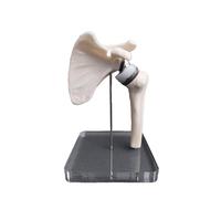 SdaryWare Flesh,12cm, Shoulder Arthroplasty Simulation Model - Functional Shoulder Joint Model - for Clinical Orthopaedic Surgeon Doctor-Patient Communication Tool,Flesh-12cm