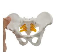 SdaryWare Flexible Pelvis Bone Model, Study Educational Model Demonstration of Childbirth Pelvis Simulator, Female Pelvic Anatomical Model, for Medical Yoga Teaching Gift Decoration