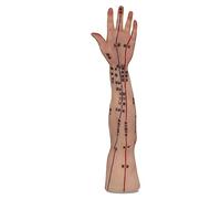 SdaryWare Human Acupuncture Model - Chinese Acupuncture Training Model - Silicone Acupuncture Manikin Acupuncture Model Moxibustion Model - for Teaching Equipment Medicine Teaching Model,E