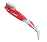 SdaryWare Human Lower Limb Muscle Anatomy Model - Natural Large Leg Anatomical Model - for Biology Teaching Supplies Organic Educational Equipment,Flesh,37inch,Flesh-37inch