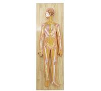 SdaryWare Human Nervous System Anatomy Model - Central Nervous System Model - Brain Spinal Cord Peripheral Spine Nervous System Model for Teaching and Learning,Yellow,90c,Yellow-90c