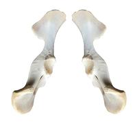 SdaryWare Life Size Animal Pelvis Sheep Pelvic Bone Specimen Model Educational Model Animal Bone Skeleton Pelvic Model for Veterinary Research Teaching Demonstration