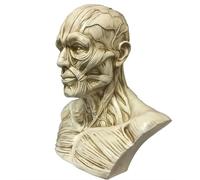 SdaryWare Life Size Human Adult Skull and Anatomy Skull Head Muscle Bone Model for School Medical Teaching and Artist Drawing,Flesh,life size,Flesh-life size