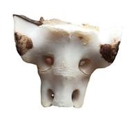 SdaryWare Real Cattle Spine Specimen - Animal Spine Model Cattle Spine Anatomical Model - High Simulated Taxidermy Animal Bones - for Medical Teaching Research