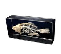 SdaryWare Real Fish Skeleton Specimen Taxidermy Fish Skeleton Model Animal Bone Skeleton Taxidermy Supplies Art Bone Vet Medicine 1:1,C