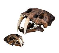 SdaryWare Saber Tooth Tiger 1:1 Head Skull Replica Model - Sabertooth Skeleton Skull Fossli - for Home Decor Ornament Desktop Sculpture,Brown-14inch