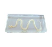 SdaryWare Snake Skeleton Specimen -Transparent Resin Embedded Specimens Educational Specimens Desk Paperweights - Real Snake Skeleton Natural Bone Model - for Science Education,A
