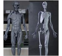 SdaryWare Teaching Model Tools,Human Body Anatomy Figure Half-Skin Half-Ecorche 60Cm Male Female Anatomy Figure Human Muscle Skeleton Anatomical Model for Medical Artist Drawing Study 2Pcs