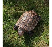 Sdeetesamjun Turtle Statue, Resin Garden Sculpture Indoor/Outdoor Yard Lawn Ornament,Home Decor (Medium)